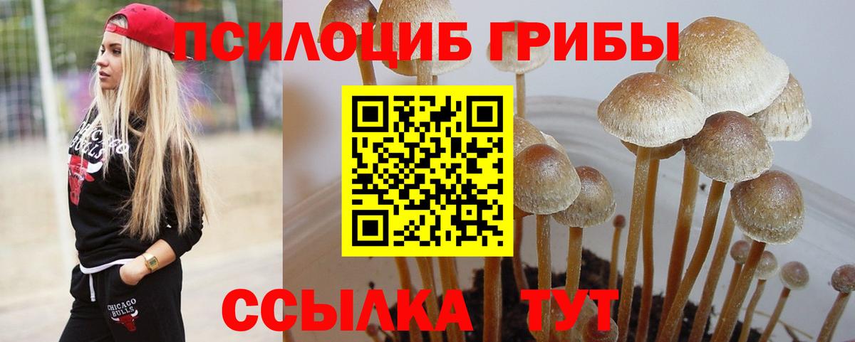 Псилоцибиновые грибы Psilocybine cubensis  Вход с VPN  Избербаш 